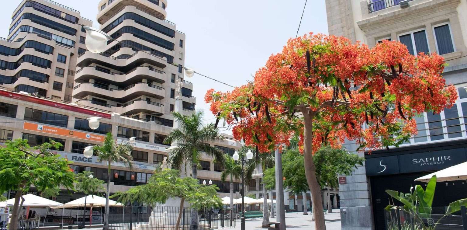 FREE Tour Santa Cruz de Tenerife