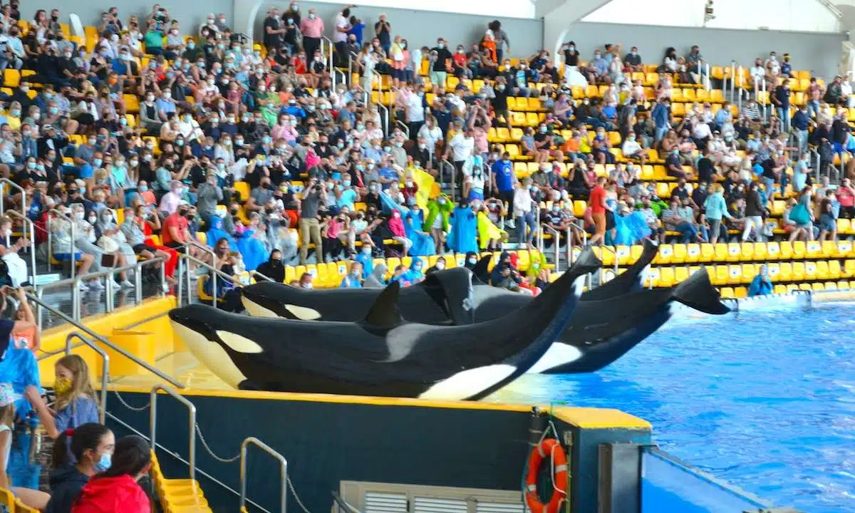 Entrada Loro Parque