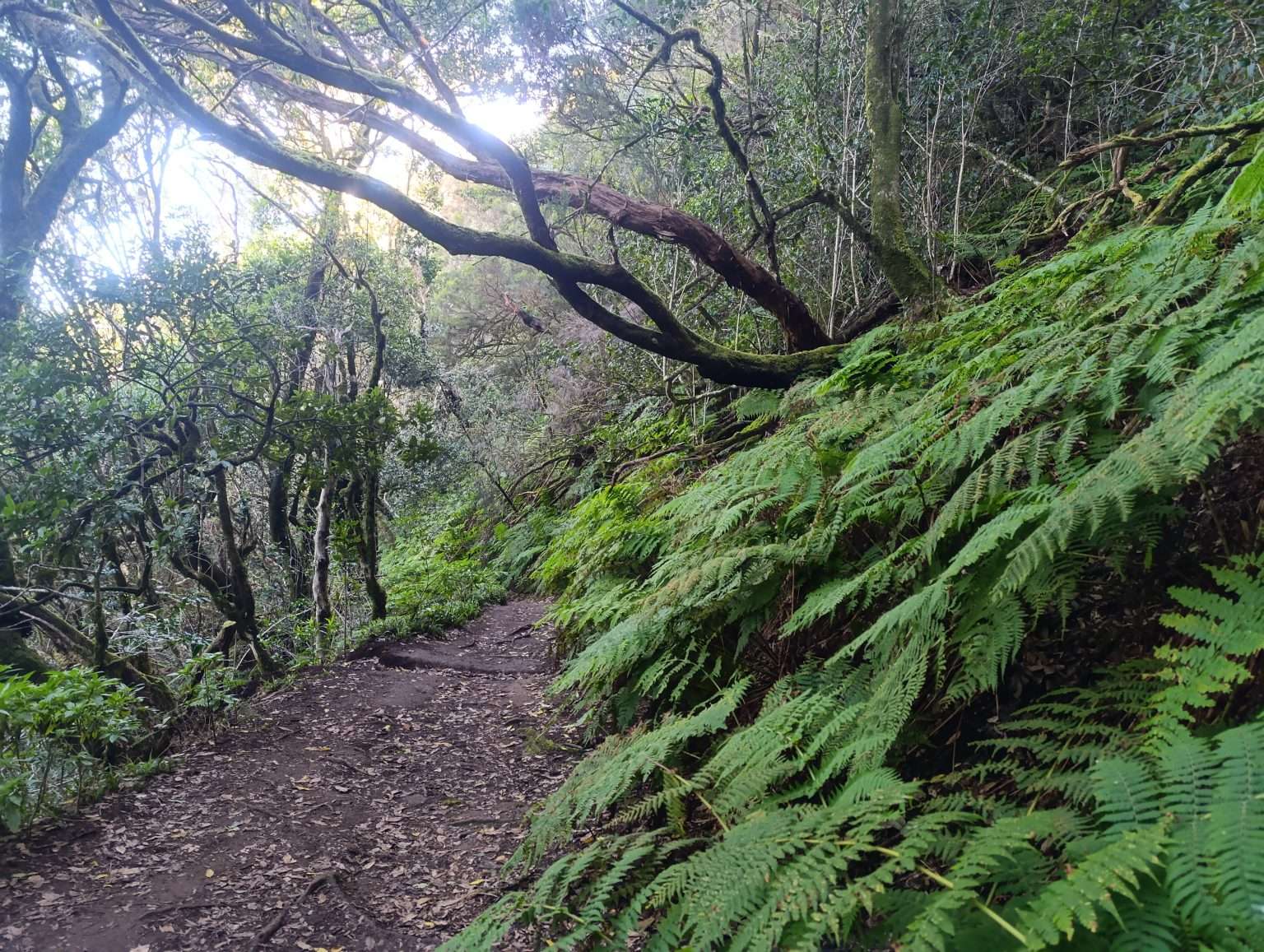 Anaga bosque de los Enigmas